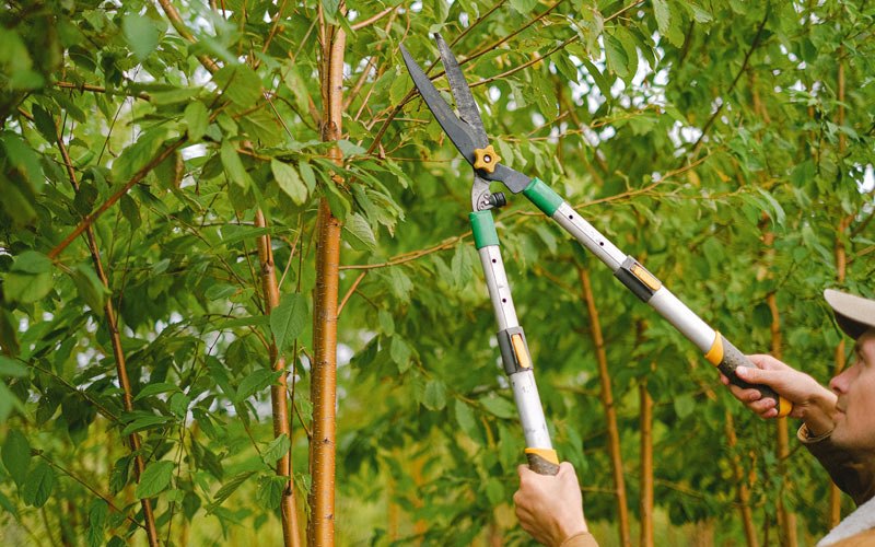 Tree trimming in Freeburg, IL